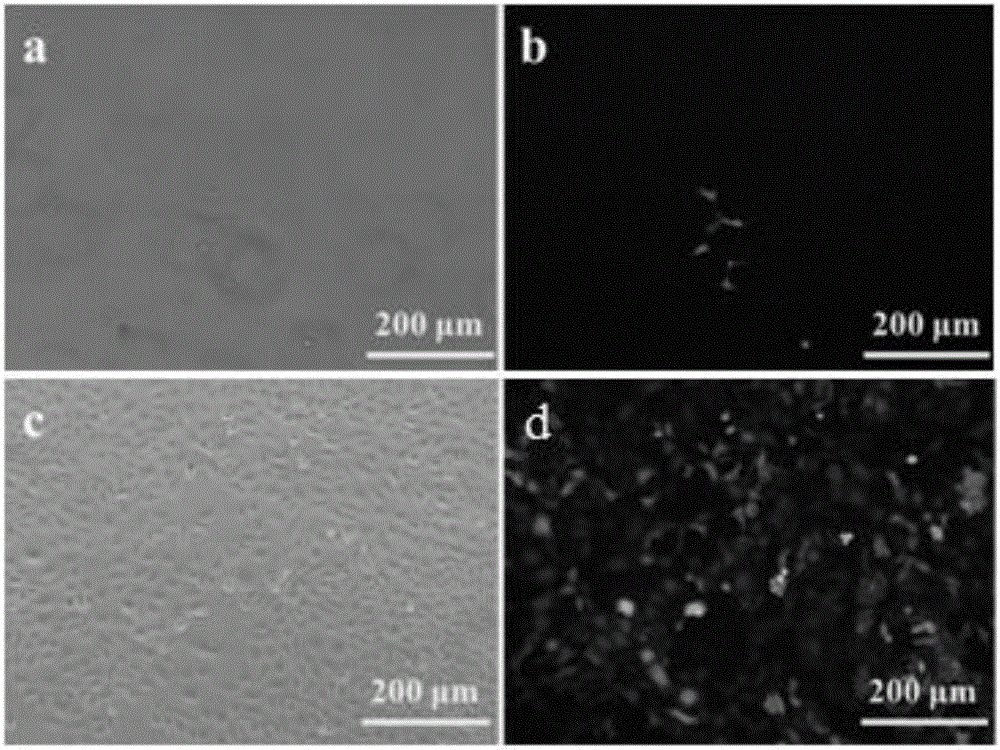 MrgprX2 high-expression reconstituted cell and MrgprX2 high-expression membrane receptor stationary phase and preparation method and application thereof