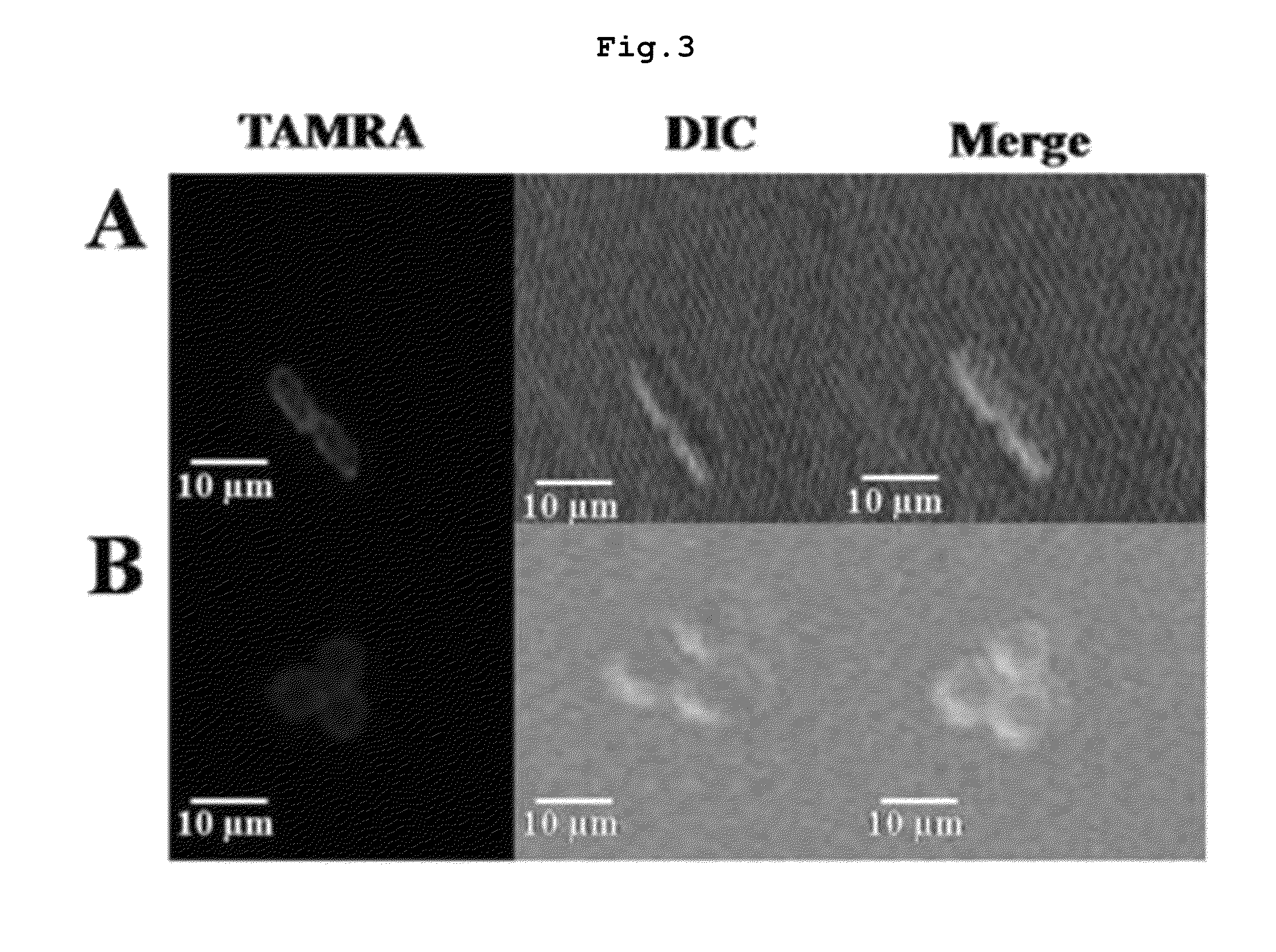 Novel antibacterial and fungicidal peptide in which lysine and tryptophan residues are repeated, and use thereof