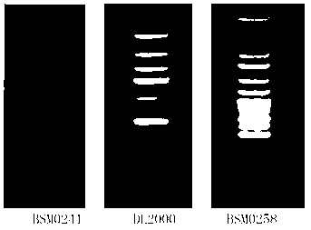 DNA marker plasmid and preparation and application thereof