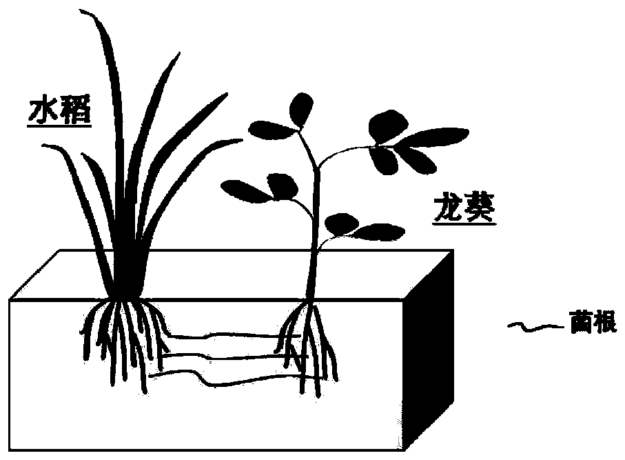 Method for repairing glomus mosseae-contaminated soil through combination of glomus mosseae and nightshade-rice intercropping system