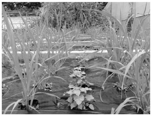 Method for repairing glomus mosseae-contaminated soil through combination of glomus mosseae and nightshade-rice intercropping system