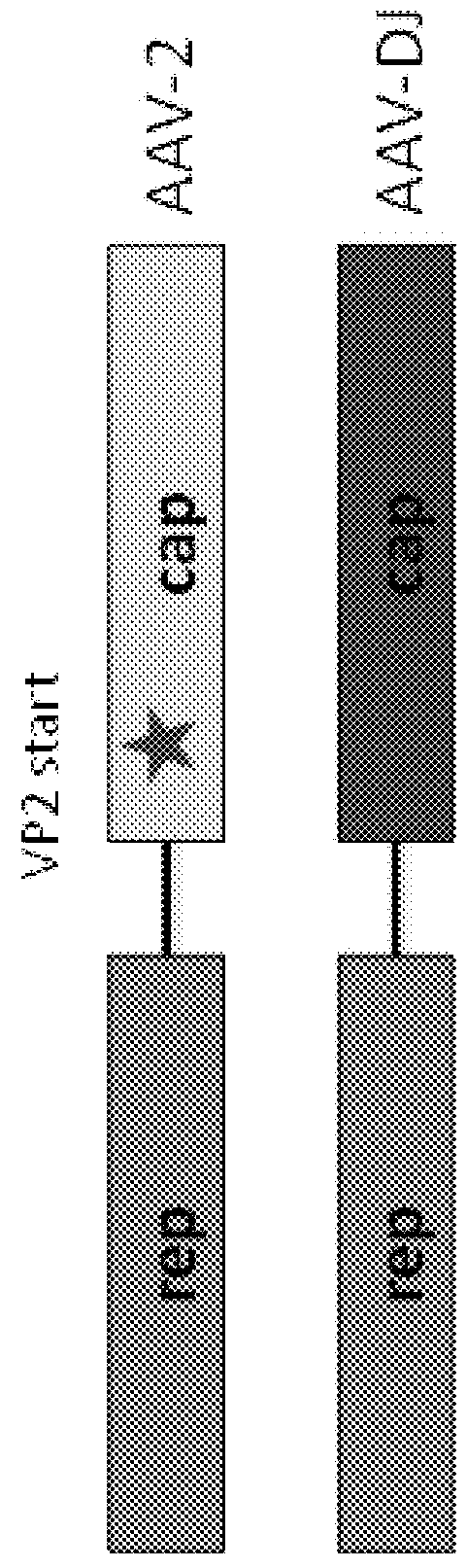 Novel recombinant adeno-associated virus capsids containing a designed ankyrin repeat protein (darpin) or fragment thereof