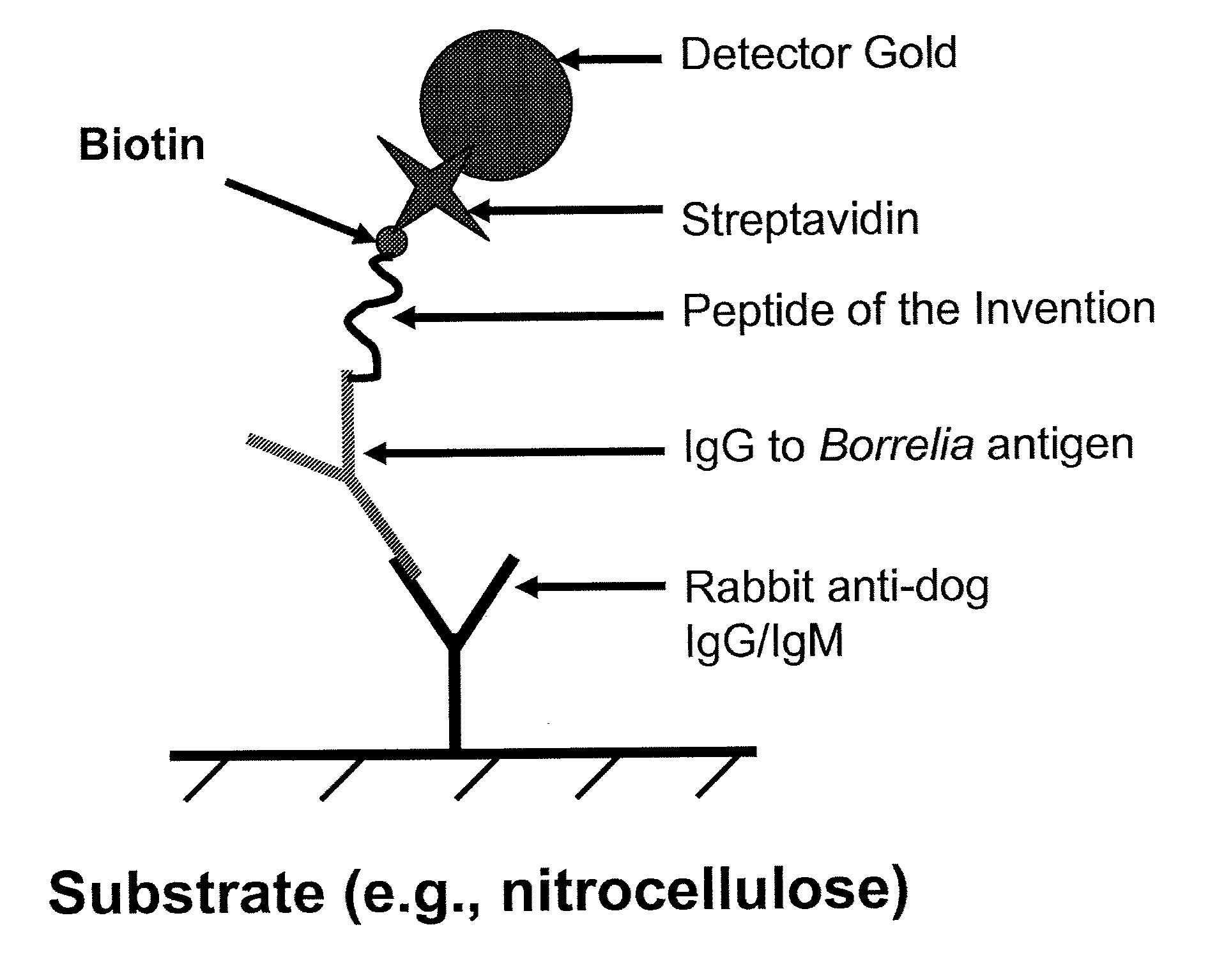 Peptides and methods for the detection of lyme disease antibodies