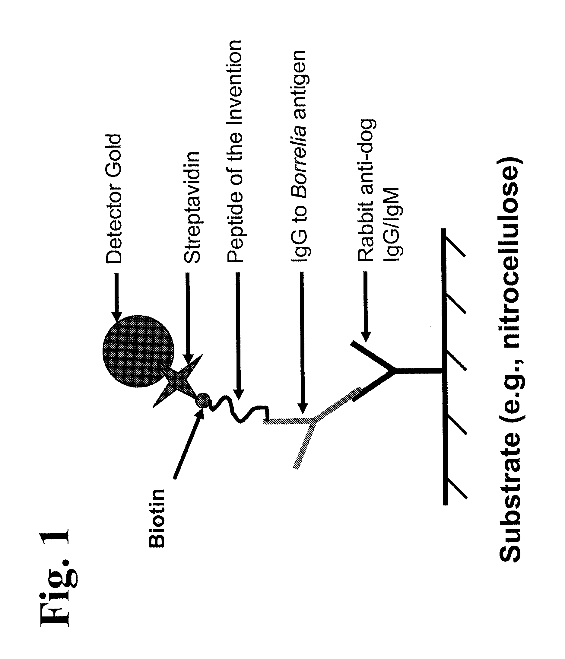 Peptides and methods for the detection of lyme disease antibodies