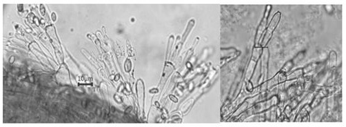 A kind of Paecilomyces coral species and its cultivation method and application