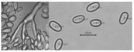 A kind of Paecilomyces coral species and its cultivation method and application