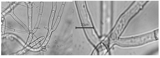 A kind of Paecilomyces coral species and its cultivation method and application