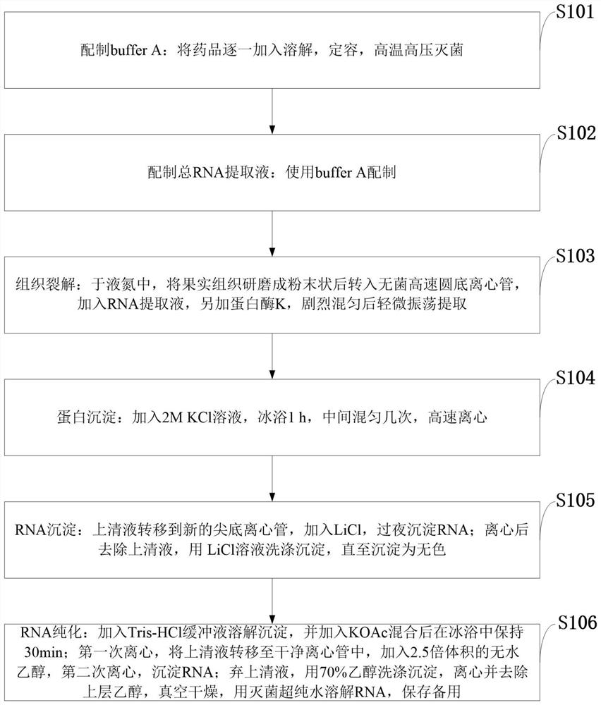 Efficient extraction method of guava fruit RNA