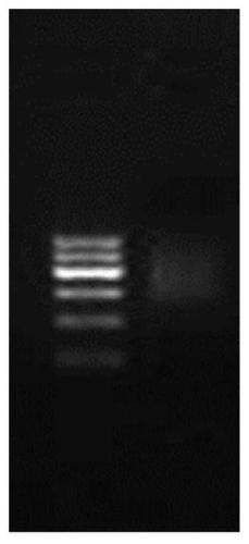 A DNA sequencing method and a next-generation sequencing library