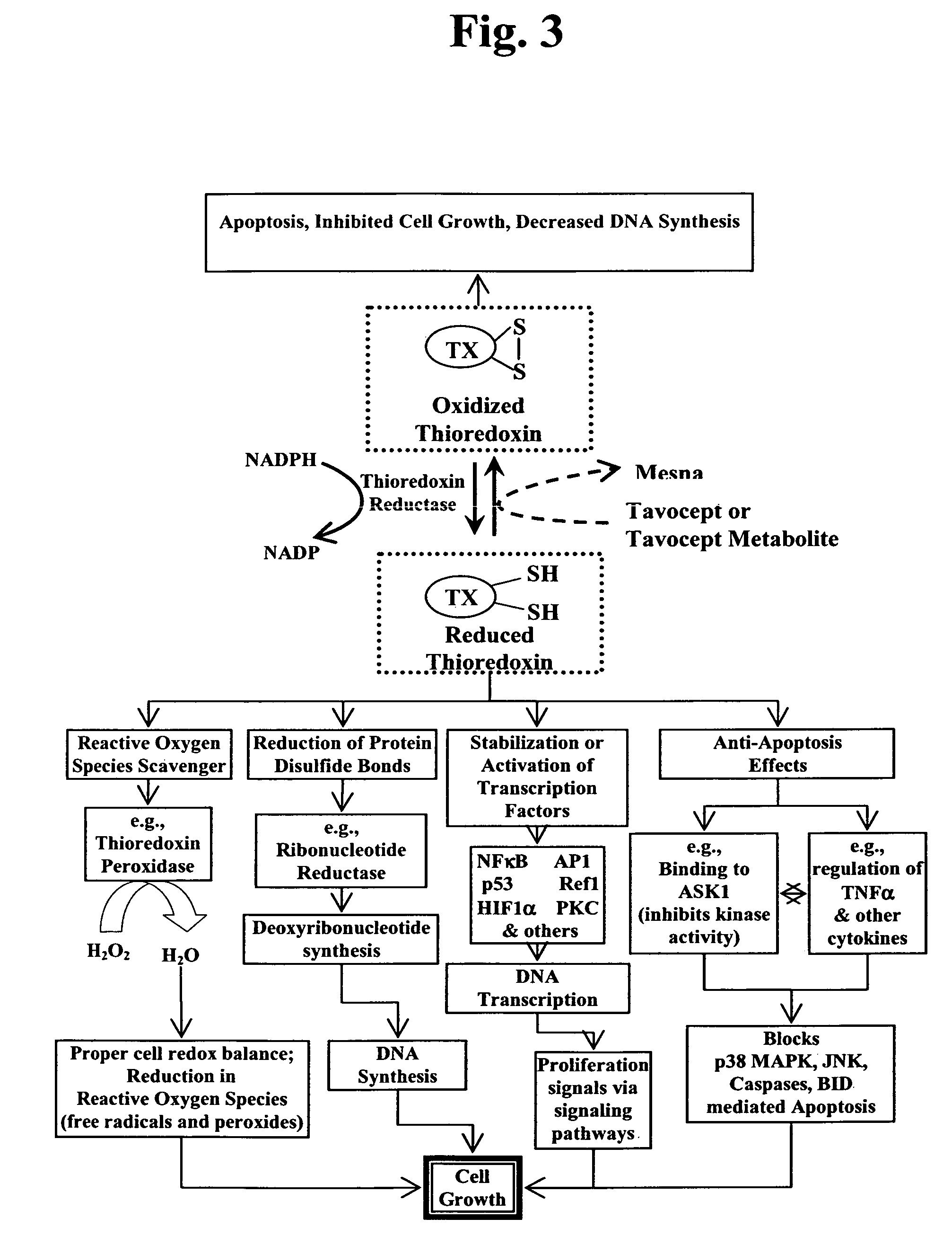 Increasing cancer patient survival time by administration of dithio-containing compounds