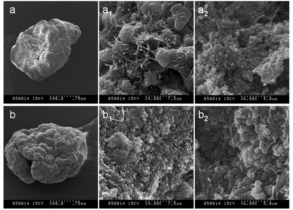 Method for preparing granular sludge added with Mn2+