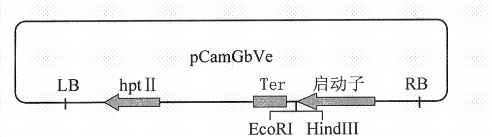 Cotton GbVe gene, protein coded thereby and use thereof in vegetable verticillium wilt resistance