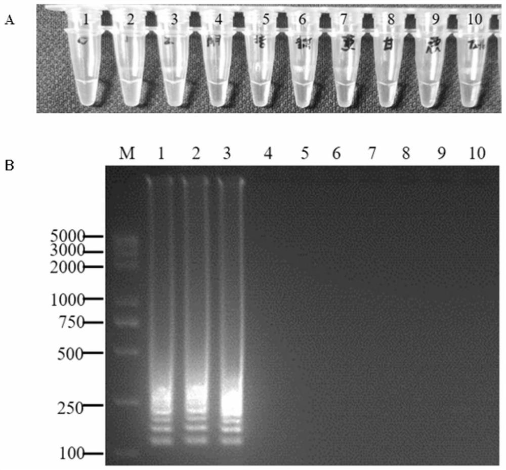 Rapid LAMP detection method for watermelon fusarium oxysporum