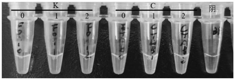 Rapid LAMP detection method for watermelon fusarium oxysporum