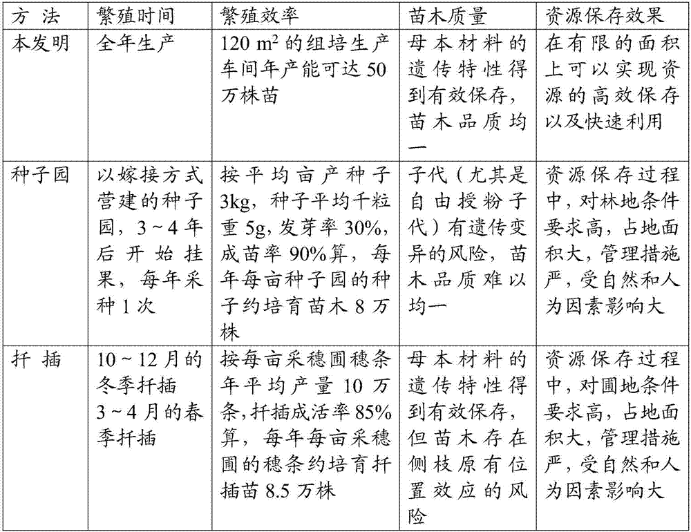 Breeding method of excellent fir wild resources