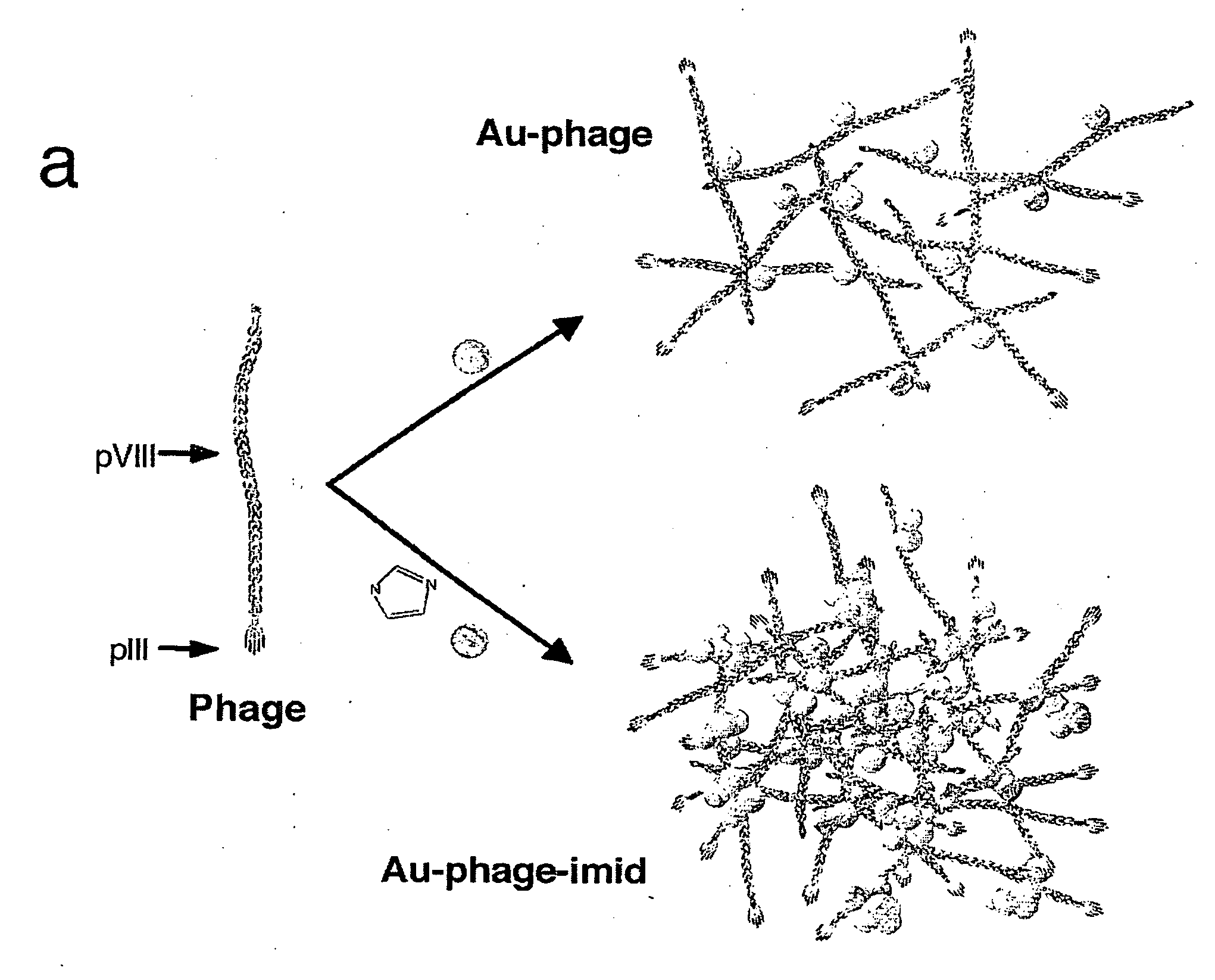 Methods and compositions related to phage-nanoparticle assemblies