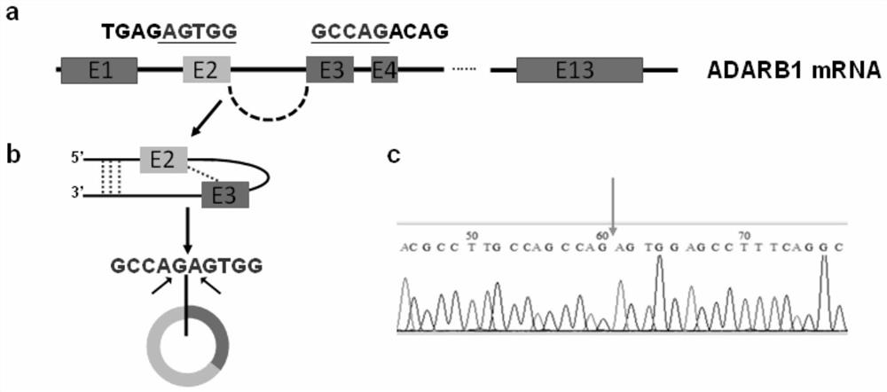 Application and therapeutic preparation of circ_adarb1 in preparation of nasopharyngeal carcinoma therapeutic preparation