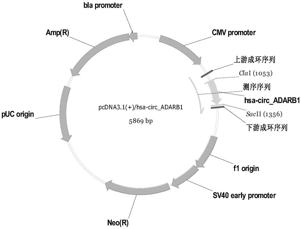 Application and therapeutic preparation of circ_adarb1 in preparation of nasopharyngeal carcinoma therapeutic preparation