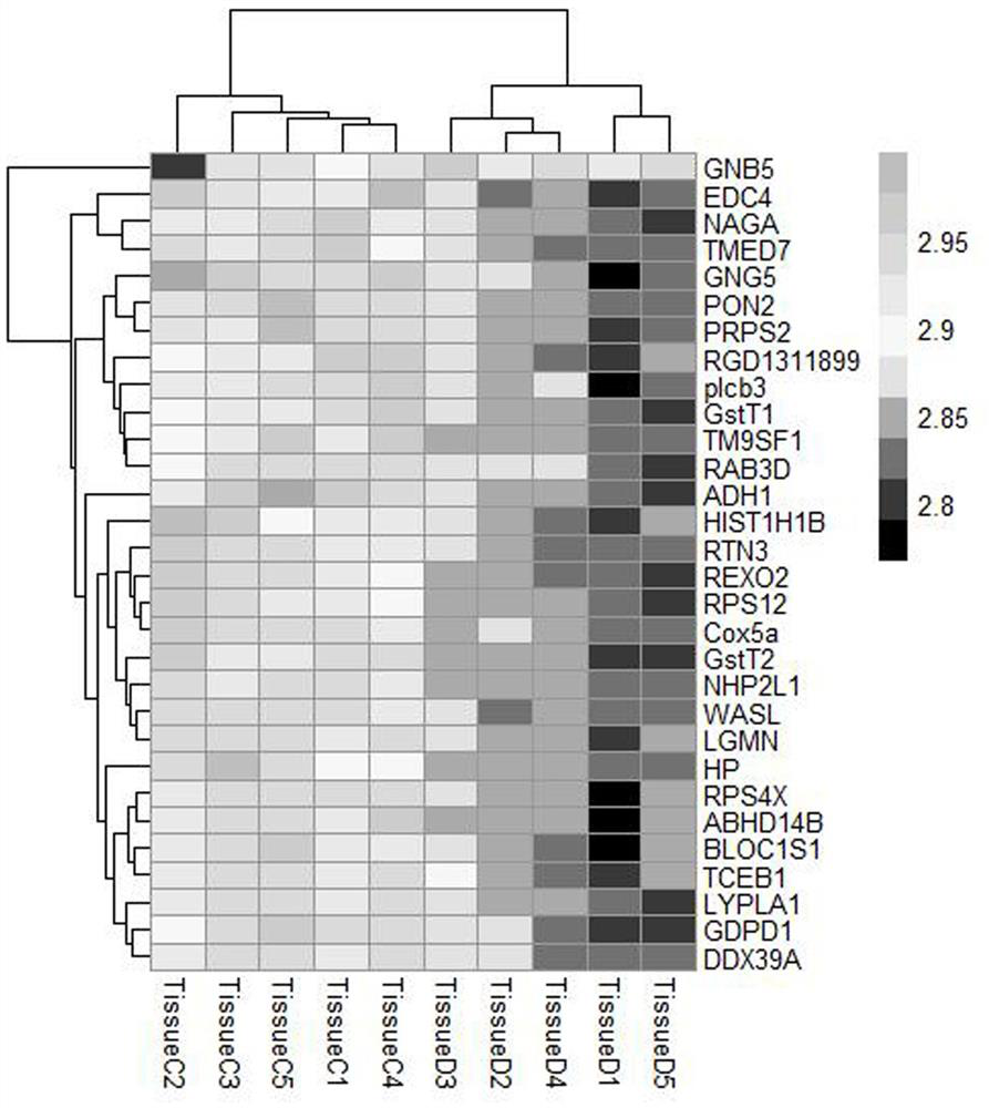 BeSO4 contaminated rat lung tissue differential expression protein detection and analysis method