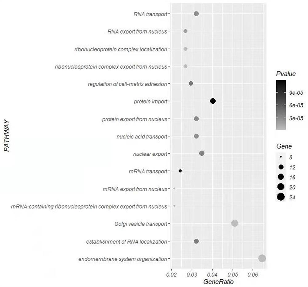 BeSO4 contaminated rat lung tissue differential expression protein detection and analysis method