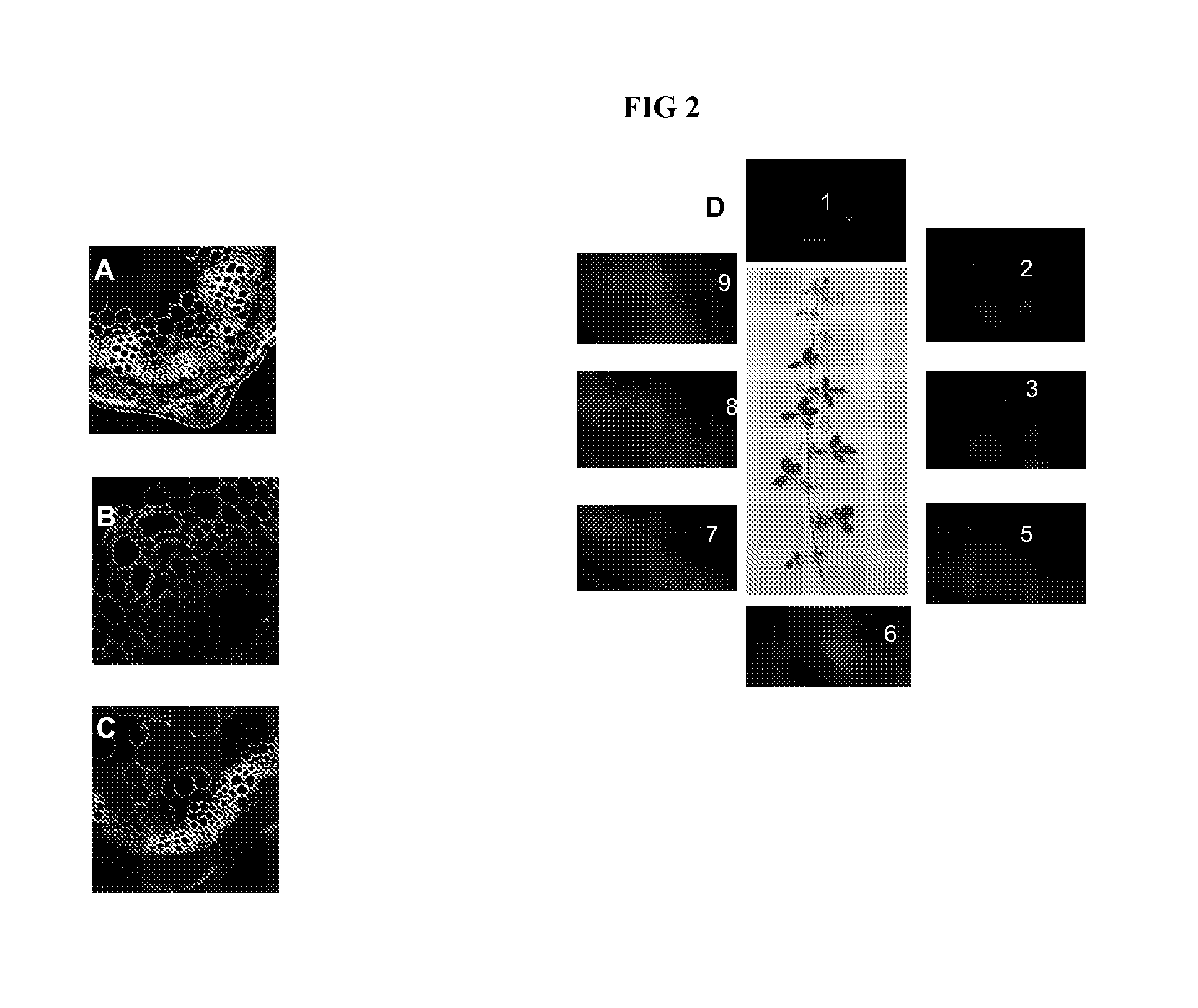 Biofuel production methods and compositions