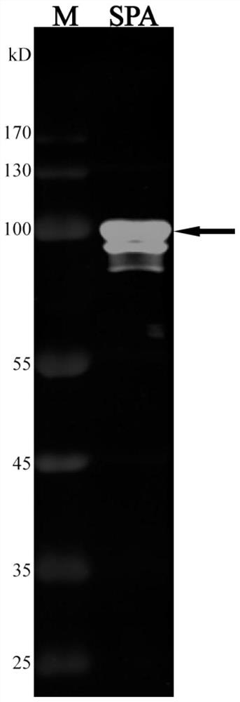 A method for rapidly obtaining antigen-specific antibodies