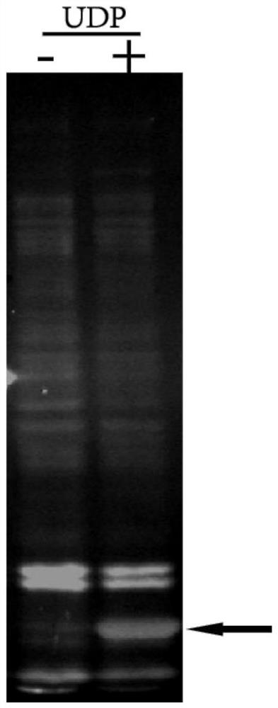 A method for rapidly obtaining antigen-specific antibodies