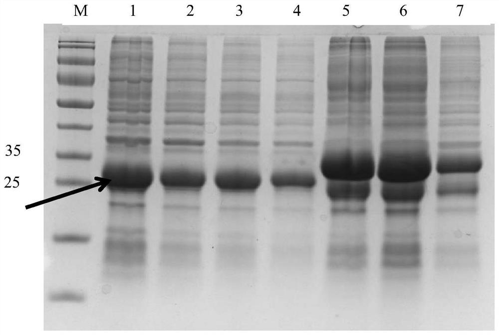 Vaccine to block transmission of echinococcosis pathogen Echinococcus granulosus at source