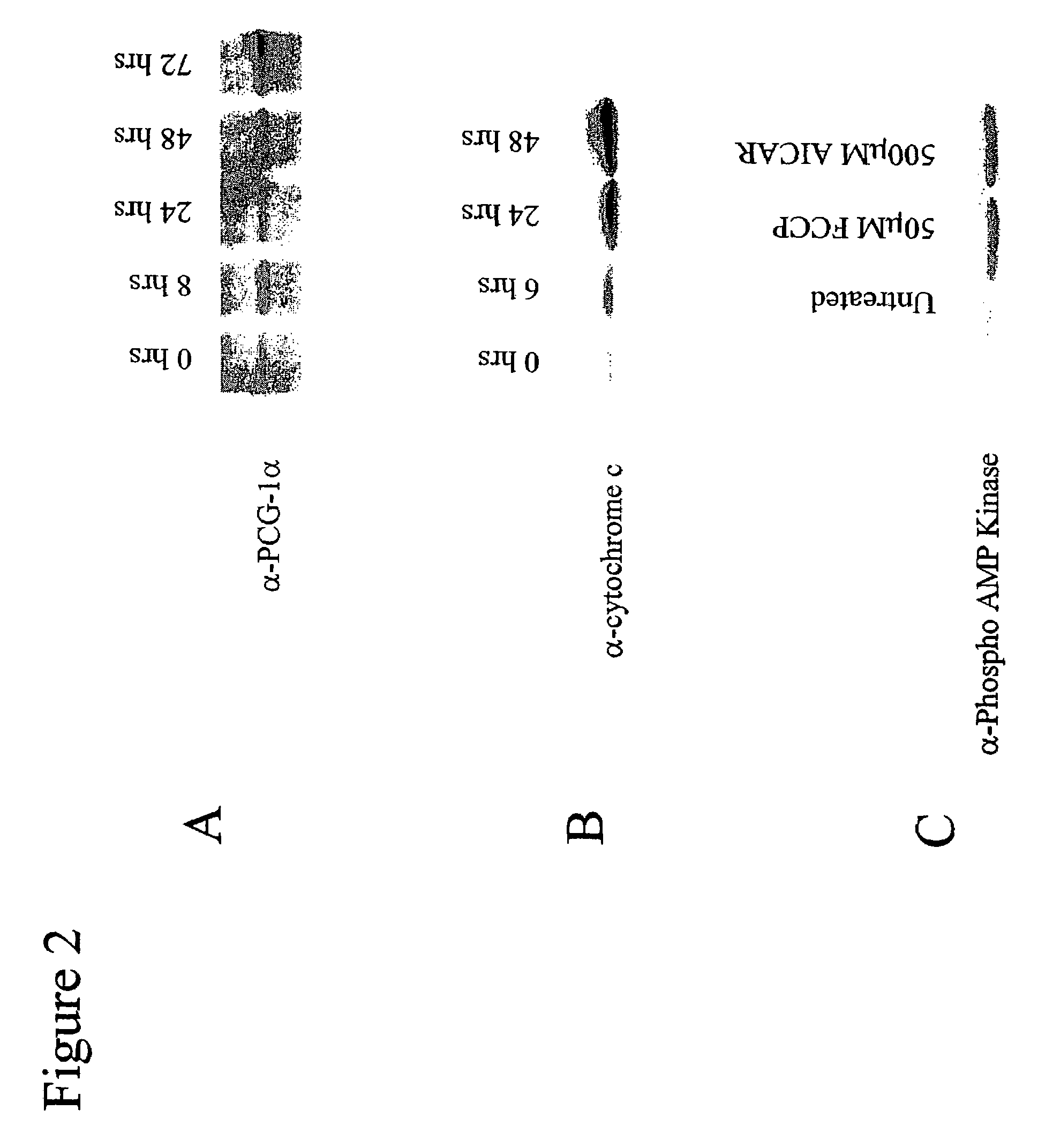 Methods and compositions for treating obesity