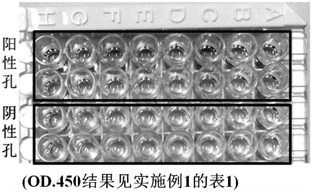 Method for preparing antibodies from human peripheral blood memory B lymphocytes