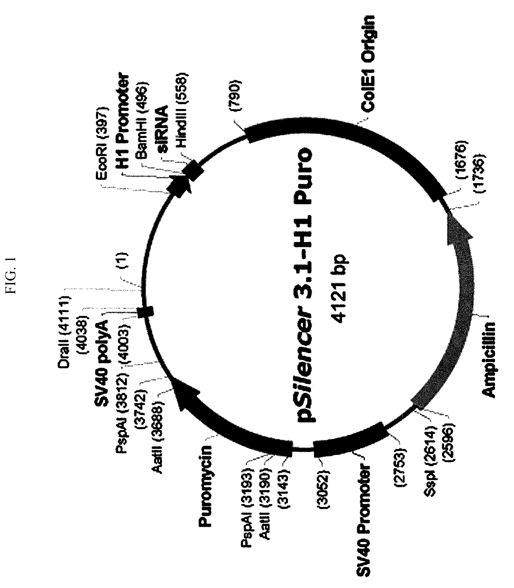 Method for treating breast cancer using adenine nucleotide translocator 2 (ANT2) siRNA or ANT2 shRNA