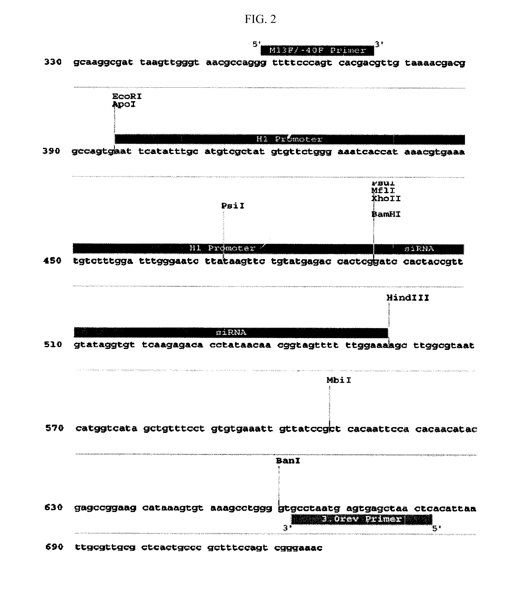 Method for treating breast cancer using adenine nucleotide translocator 2 (ANT2) siRNA or ANT2 shRNA