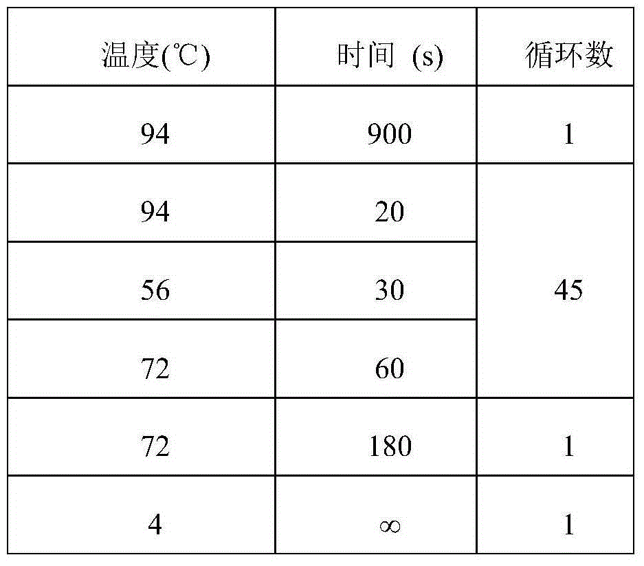 Reagent for detecting SNP sites of P53 genes and application of reagent