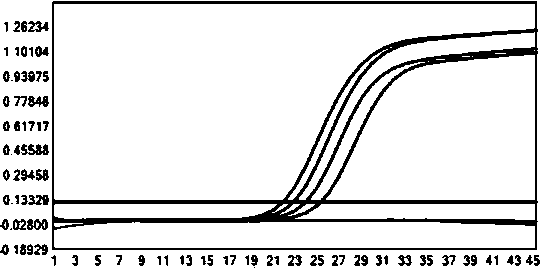 Primer and probe for rapidly detecting and identifying cryptococcus, and applications thereof