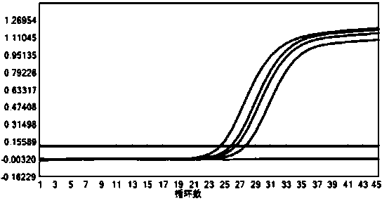 Primer and probe for rapidly detecting and identifying cryptococcus, and applications thereof