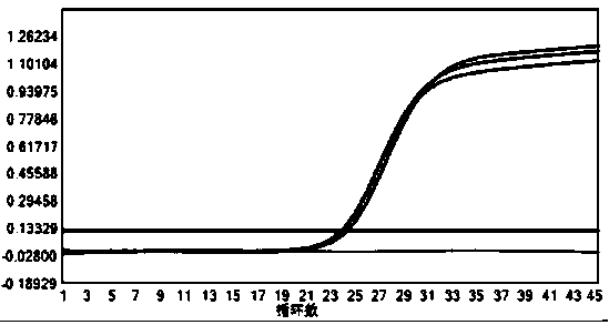 Primer and probe for rapidly detecting and identifying cryptococcus, and applications thereof