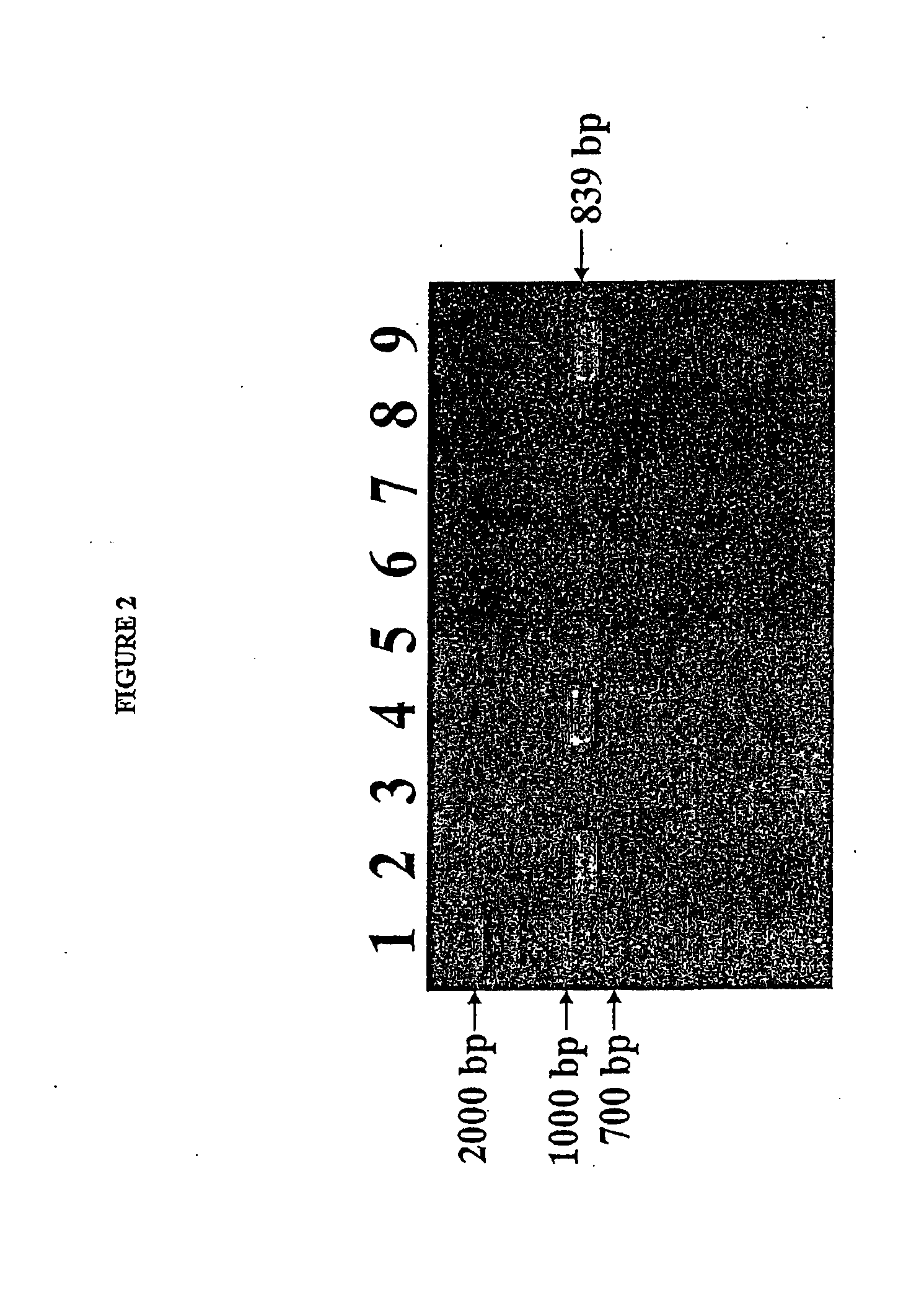 Isolated reductive dehalogenase genes