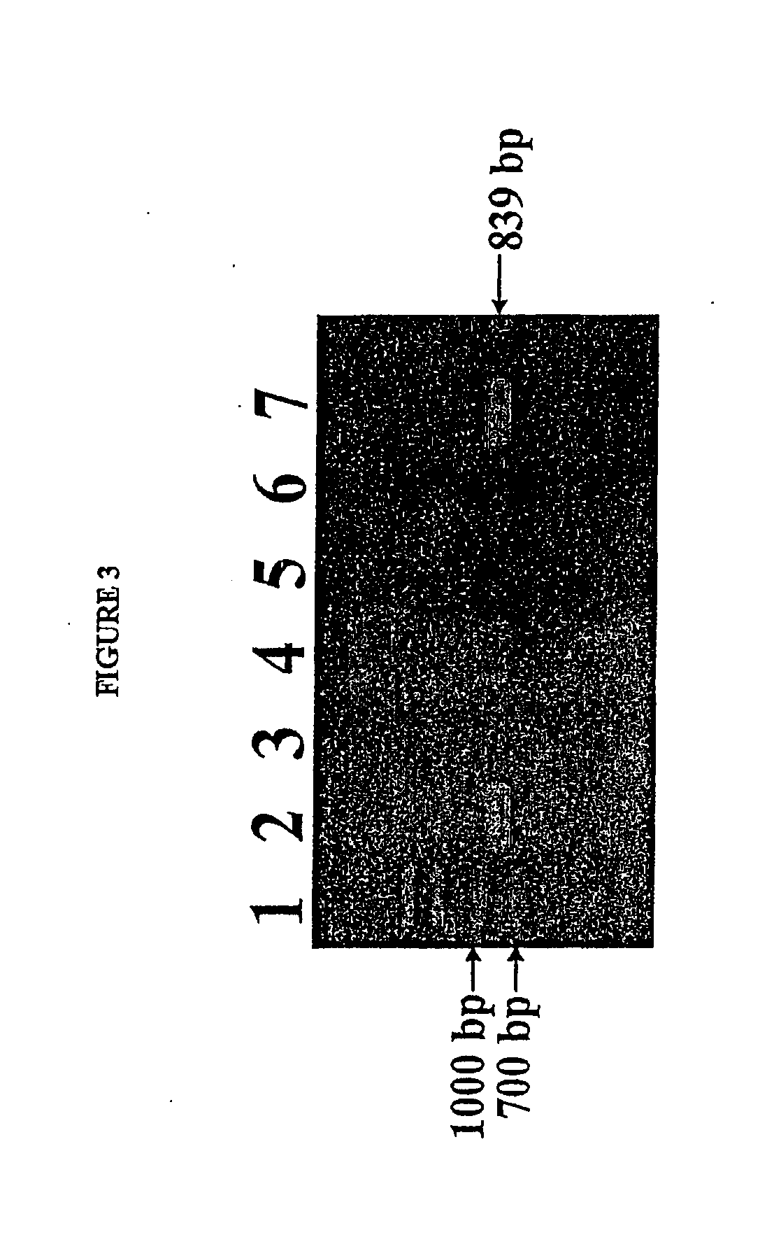 Isolated reductive dehalogenase genes