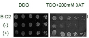 Maize transcription factor zmbzip22 and its application