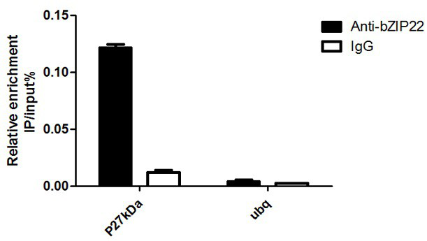 Maize transcription factor zmbzip22 and its application