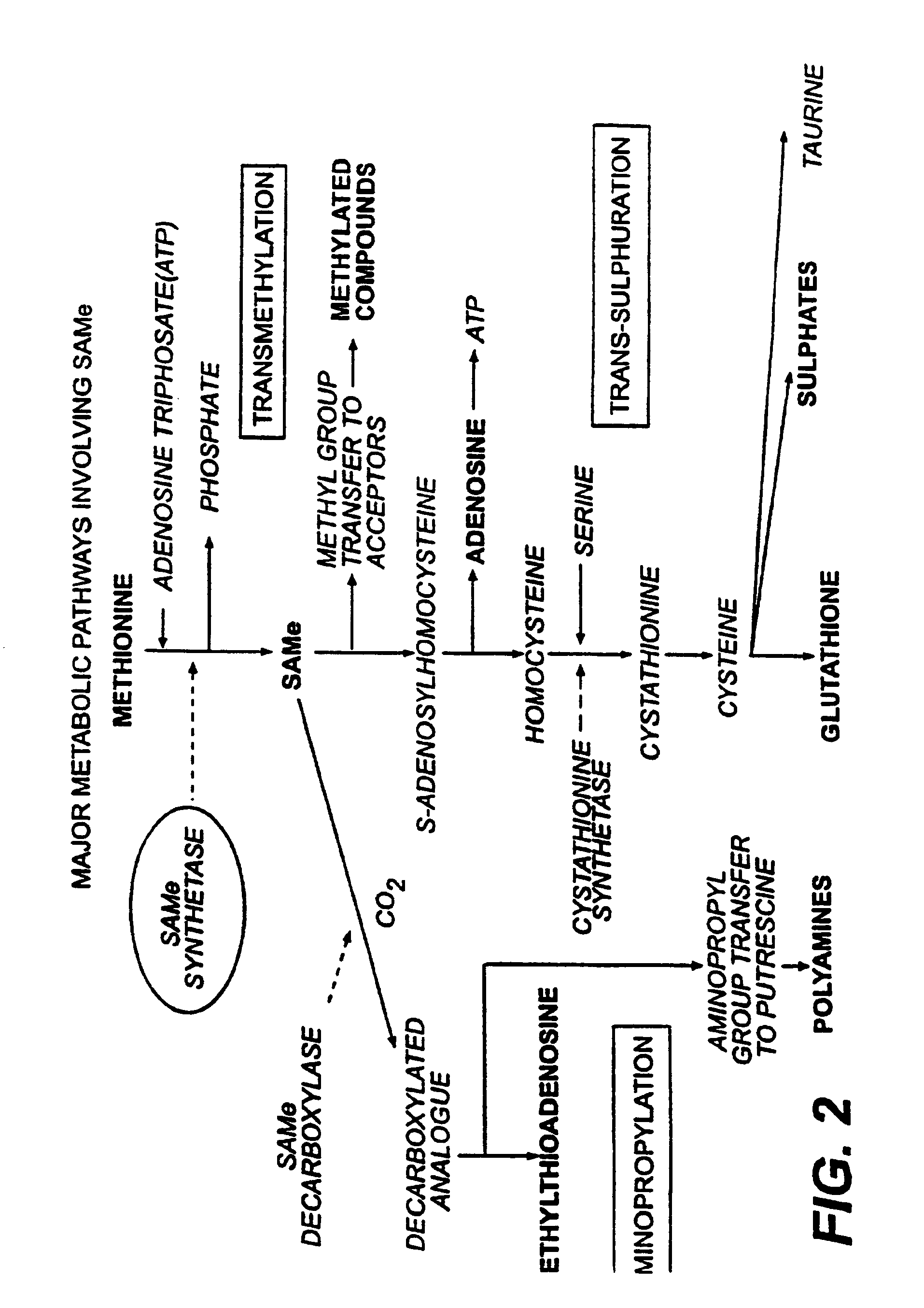 L-ergothioneine, milk thistle, and S-adenosylmethionine for the prevention, treatment and repair of liver damage