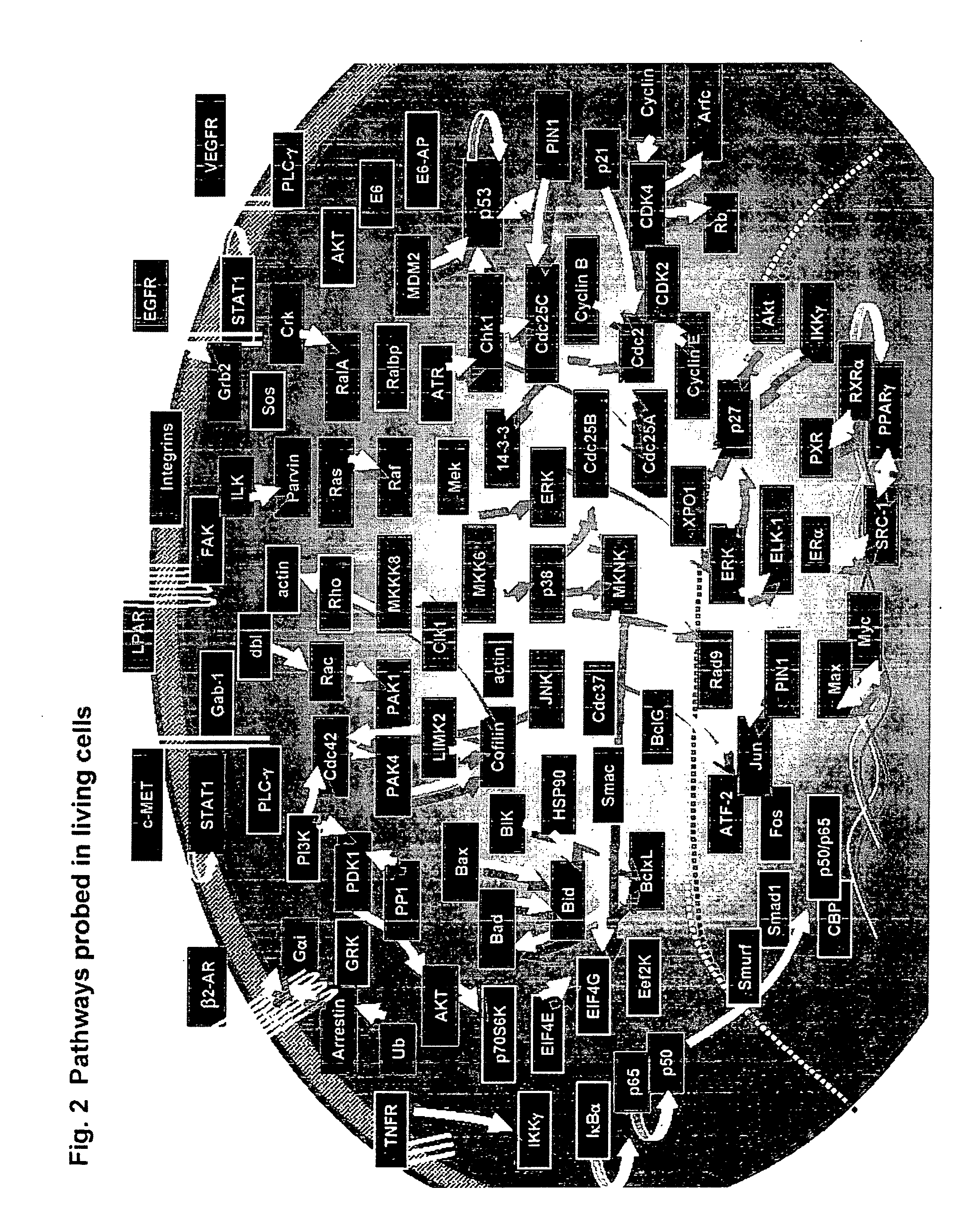 Methods for identifying new drug leads and new therapeutic uses for known drugs