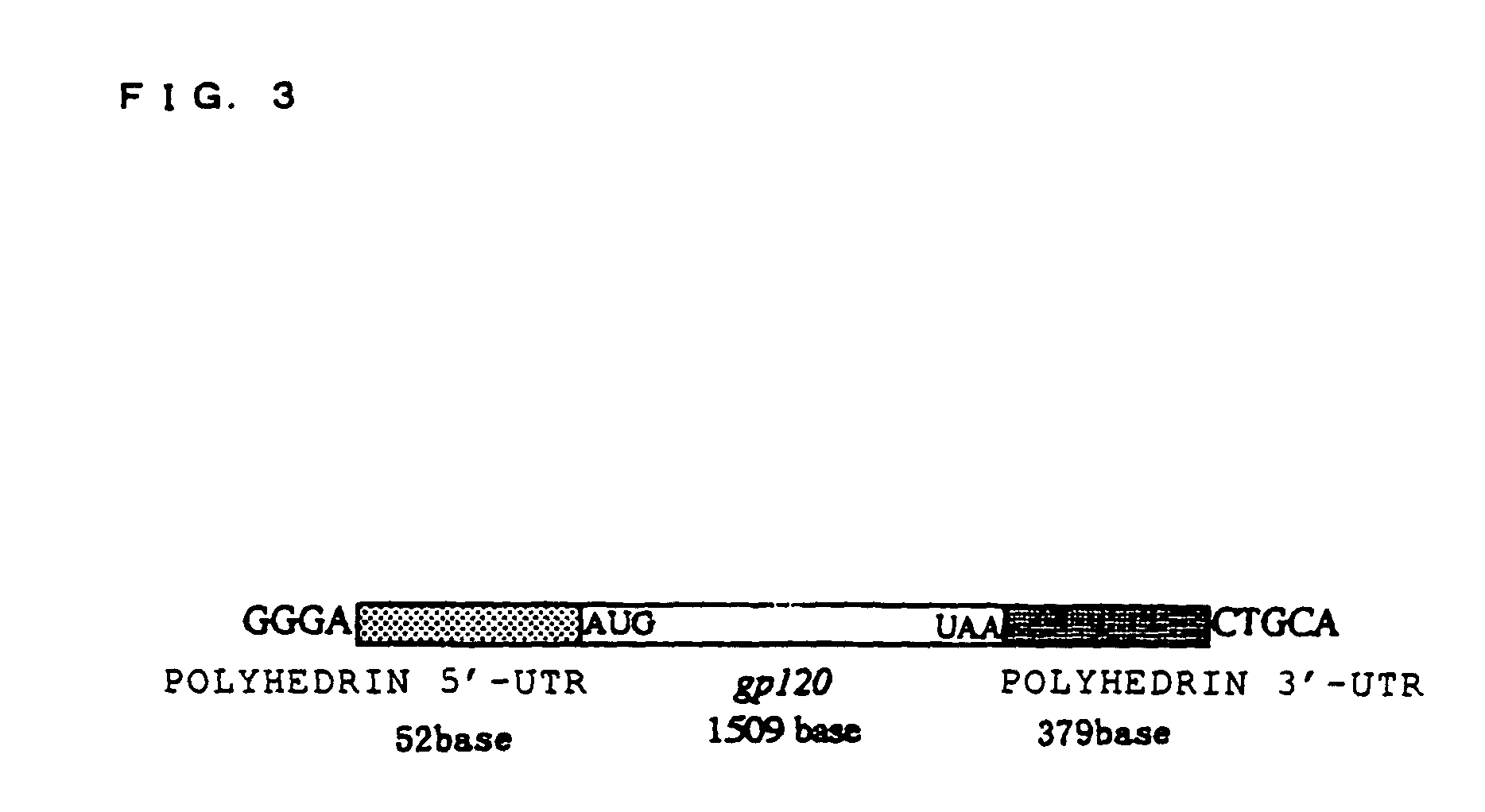 Cell-free extract and glycoprotein synthesis system