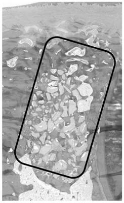 Bone induction regeneration membrane as well as preparation method and application thereof