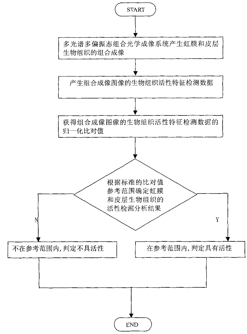 Combined bioassay system for iris and cortical tissue