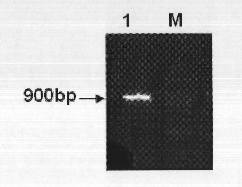 Protein ErNAC7 related to drought and salt resistance of plants and coding gene and application thereof