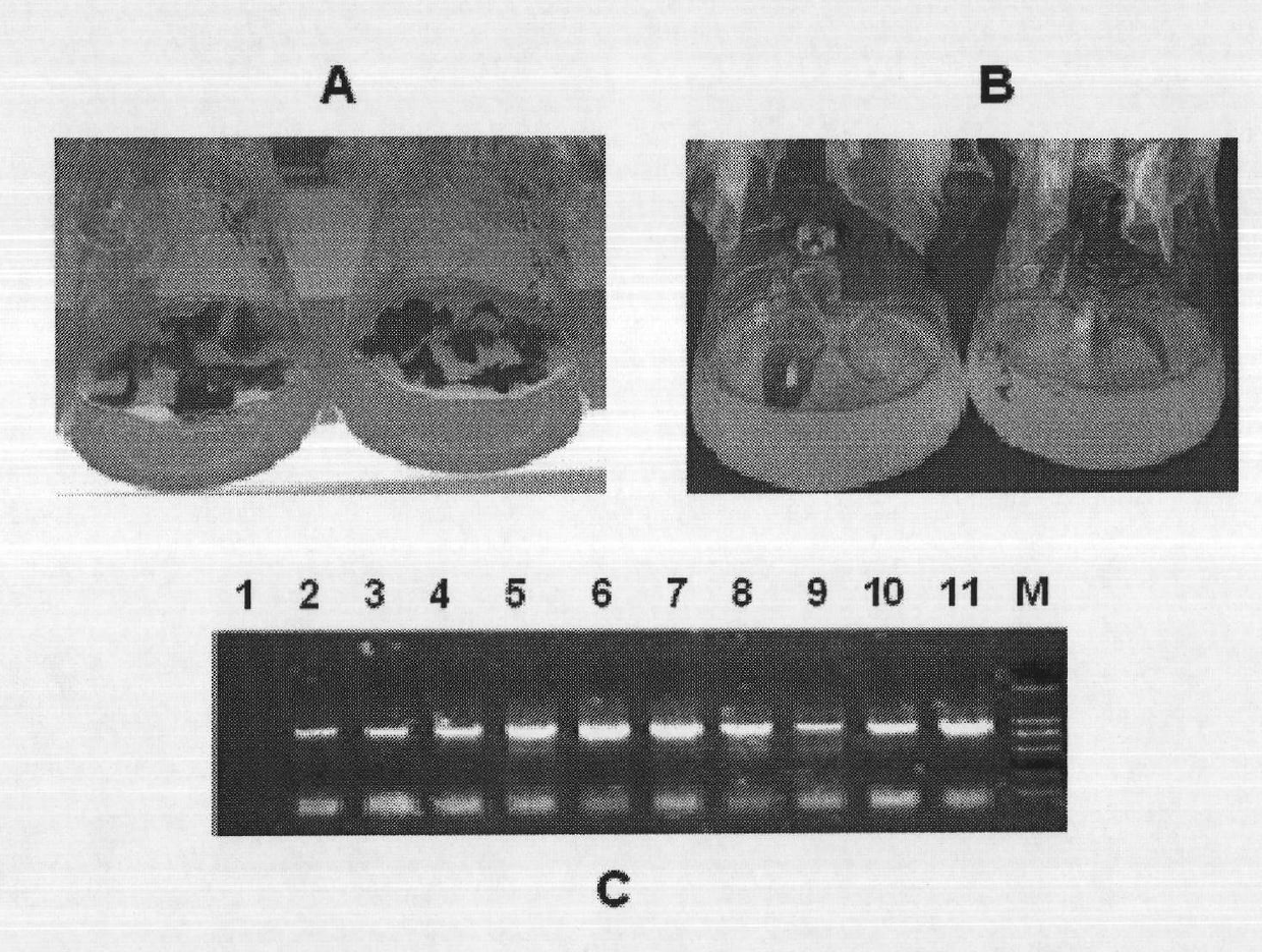 Protein ErNAC7 related to drought and salt resistance of plants and coding gene and application thereof