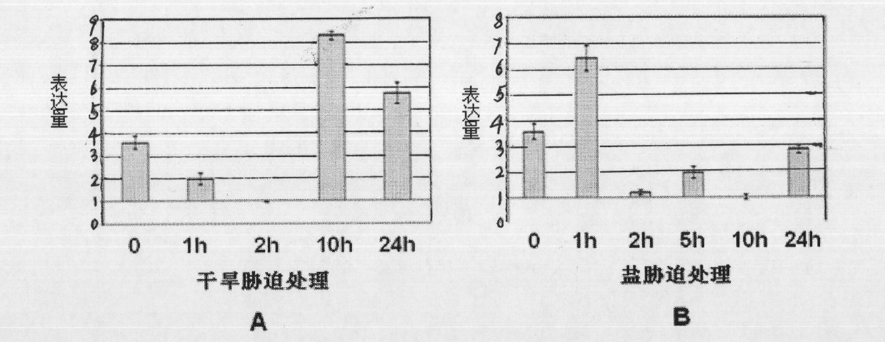 Protein ErNAC7 related to drought and salt resistance of plants and coding gene and application thereof