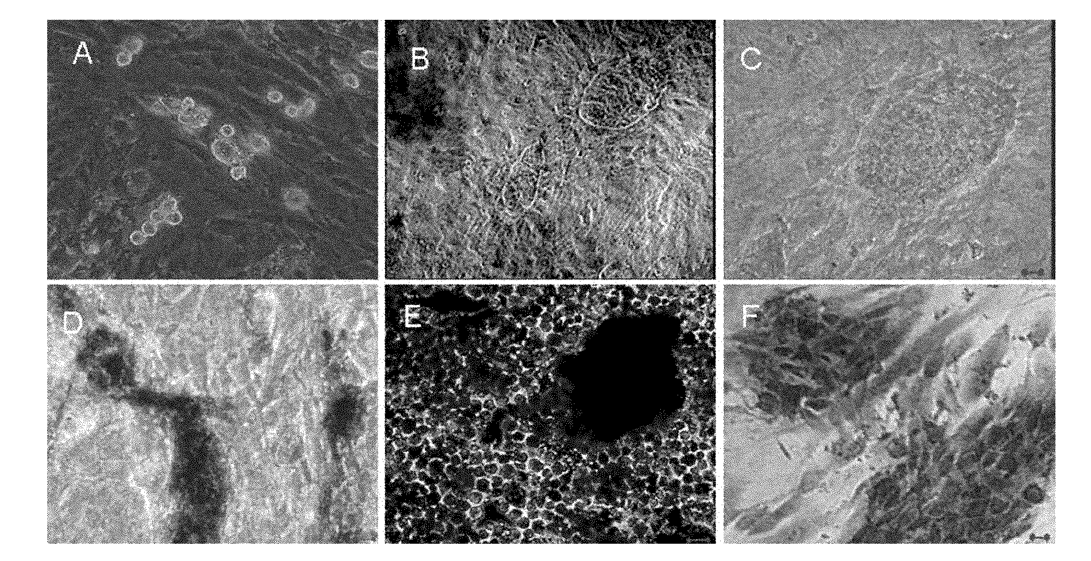 In-vitro separation and preparation method of male germline stem cells of goat