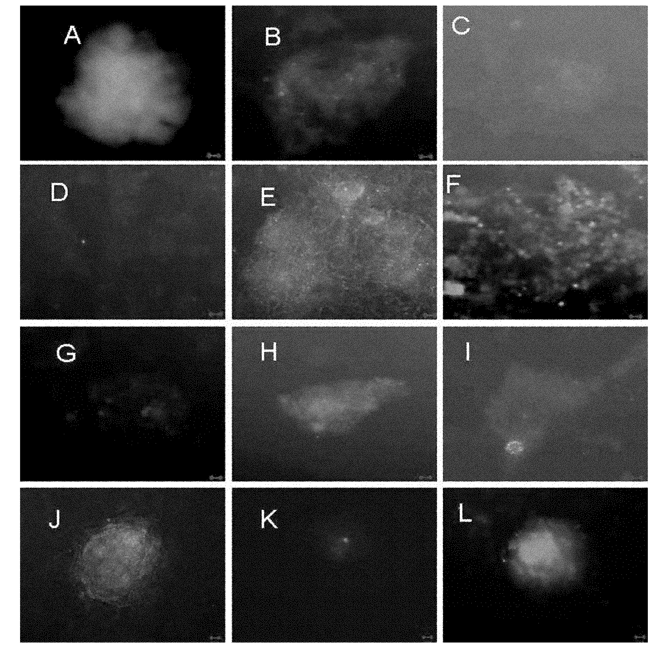 In-vitro separation and preparation method of male germline stem cells of goat